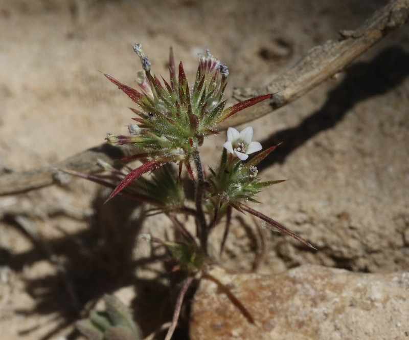 Baja Pincushionplant photo 5