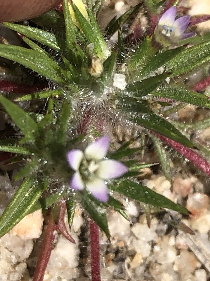 Baja Pincushionplant photo 6