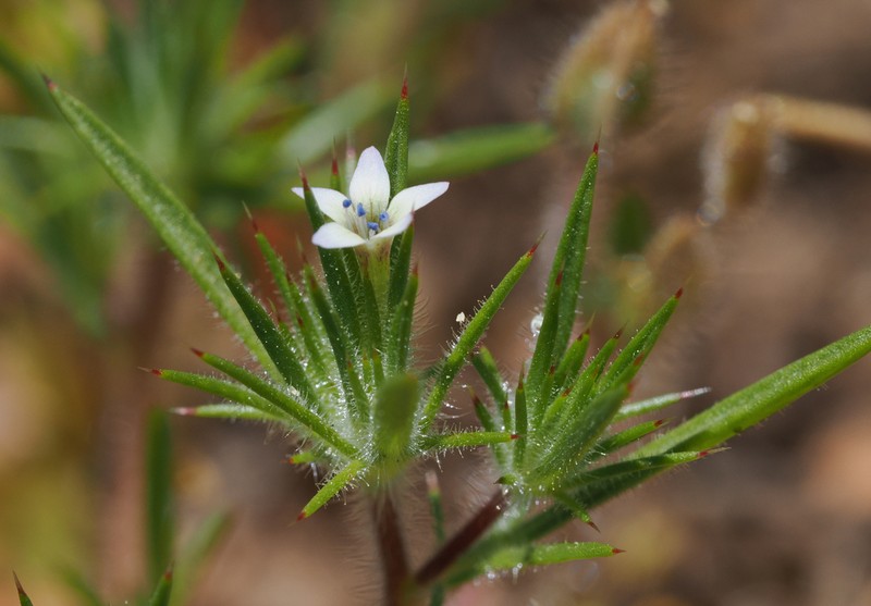 Baja Pincushionplant photo 7