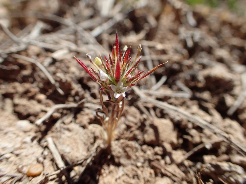 Baja Pincushionplant photo 8