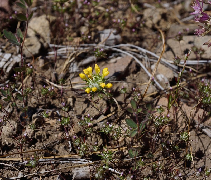 Bur Pincushionplant