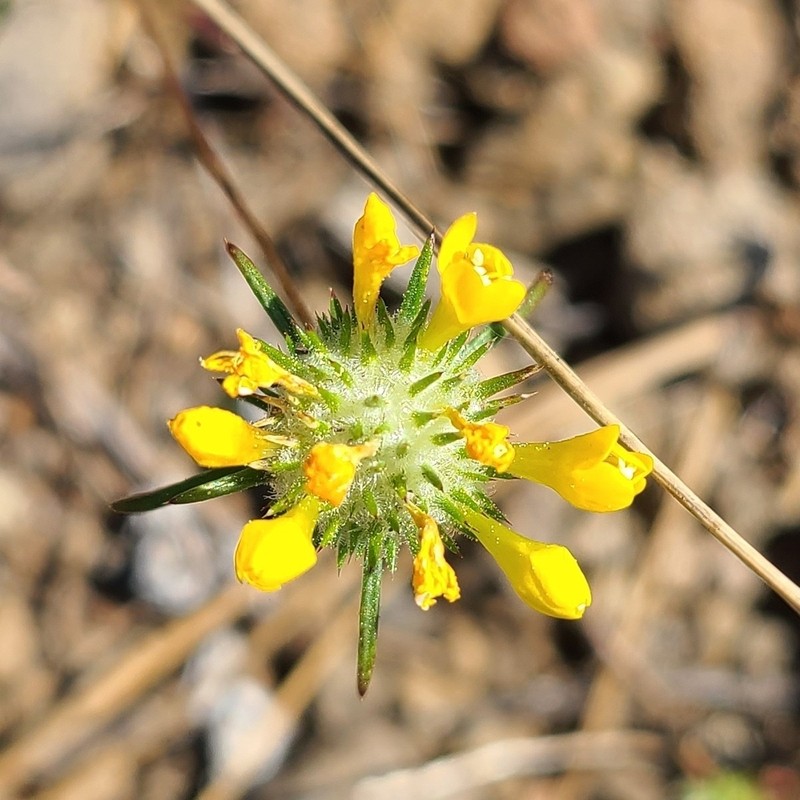 Bur Pincushionplant photo 3