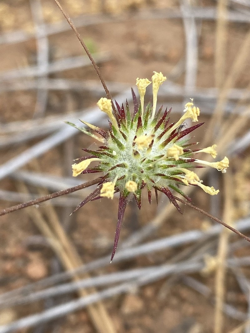 Bur Pincushionplant photo 5