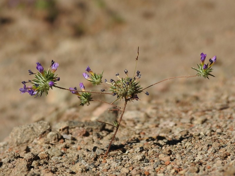 Bur Pincushionplant photo 6