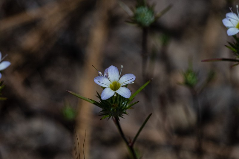 Bur Pincushionplant photo 7