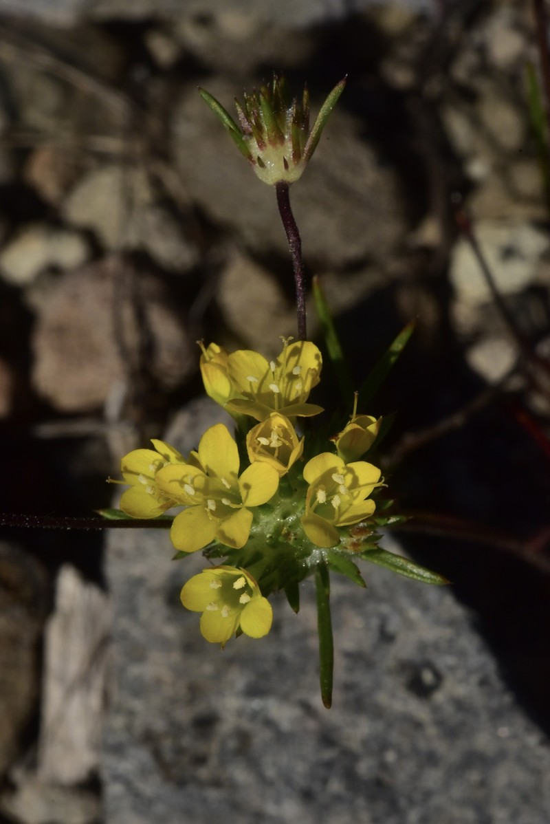 Navarretia prolifera subsp. lutea