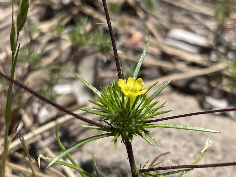 Navarretia prolifera subsp. lutea photo 2