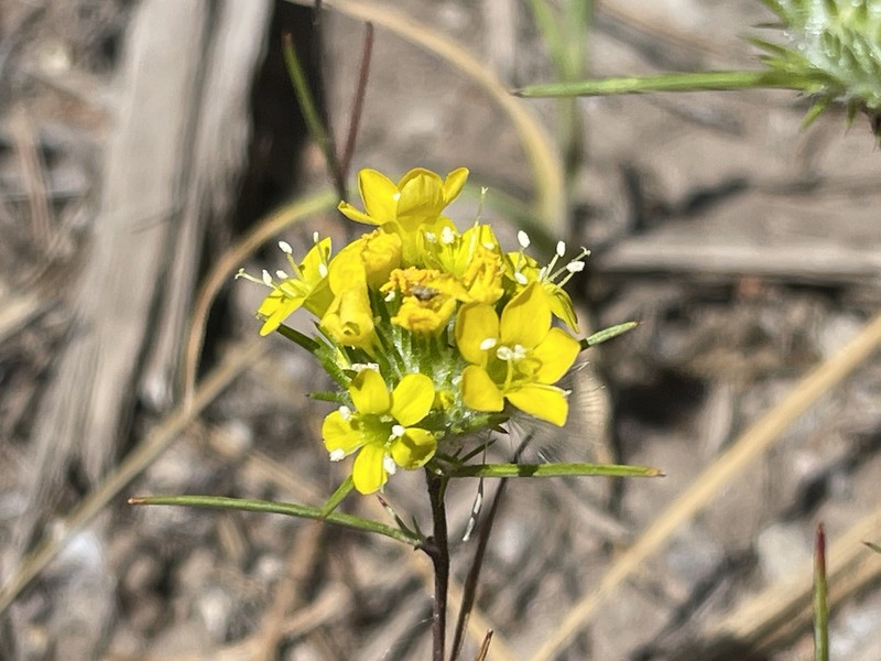 Navarretia prolifera subsp. lutea photo 3