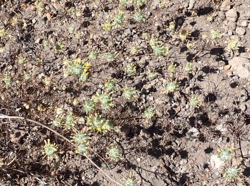 Navarretia prolifera subsp. lutea photo 5