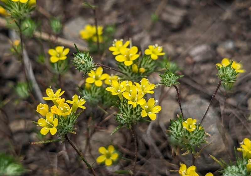 Navarretia prolifera subsp. lutea photo 6