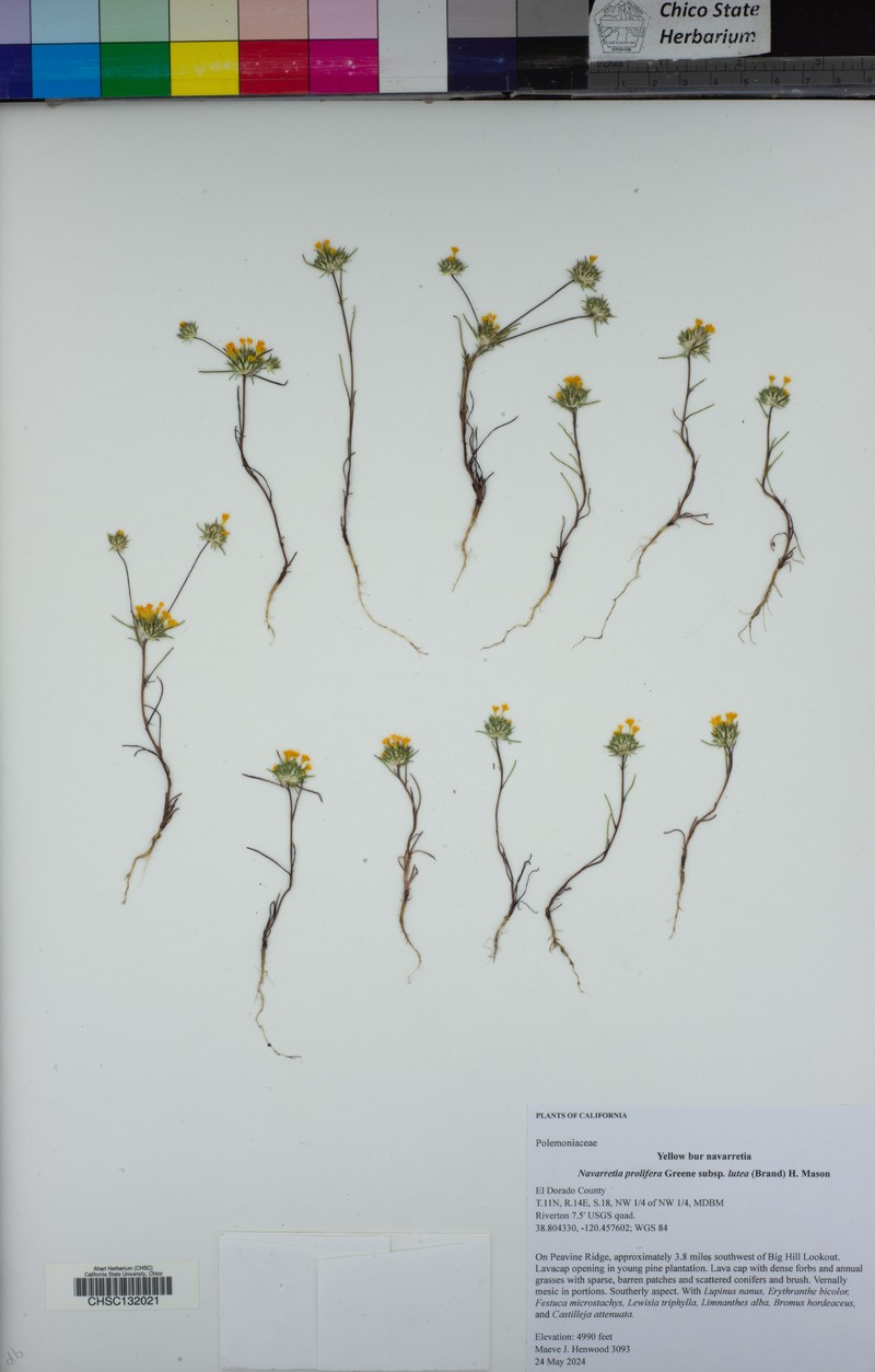Navarretia prolifera subsp. lutea photo 8