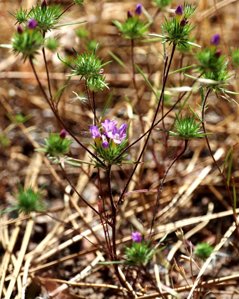Navarretia prolifera subsp. prolifera