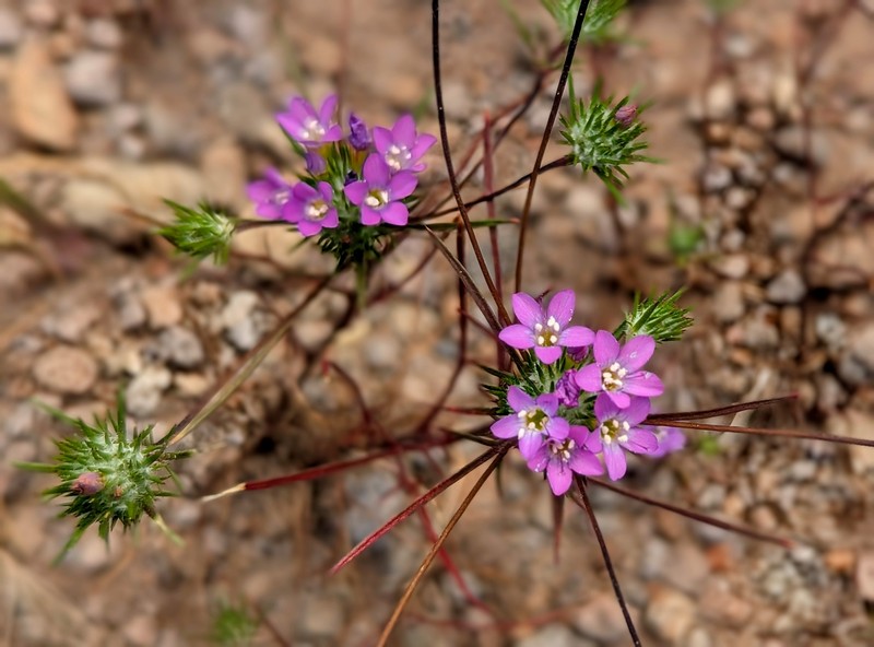 Navarretia prolifera subsp. prolifera photo 2