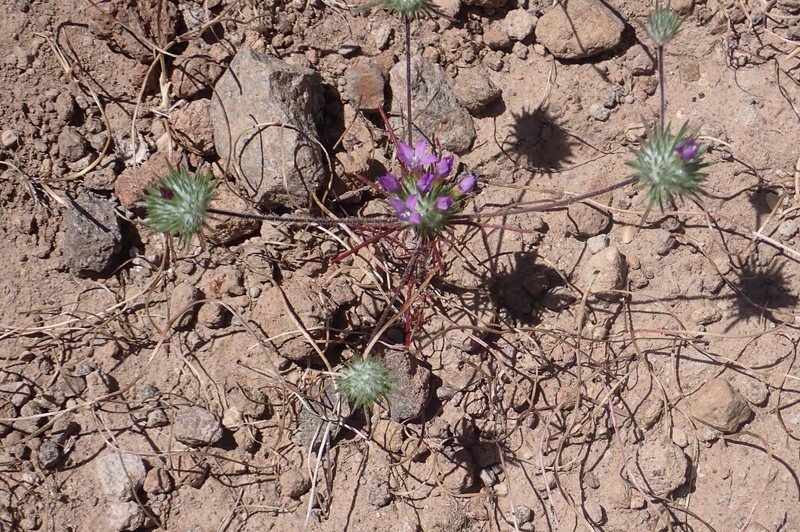 Navarretia prolifera subsp. prolifera photo 4