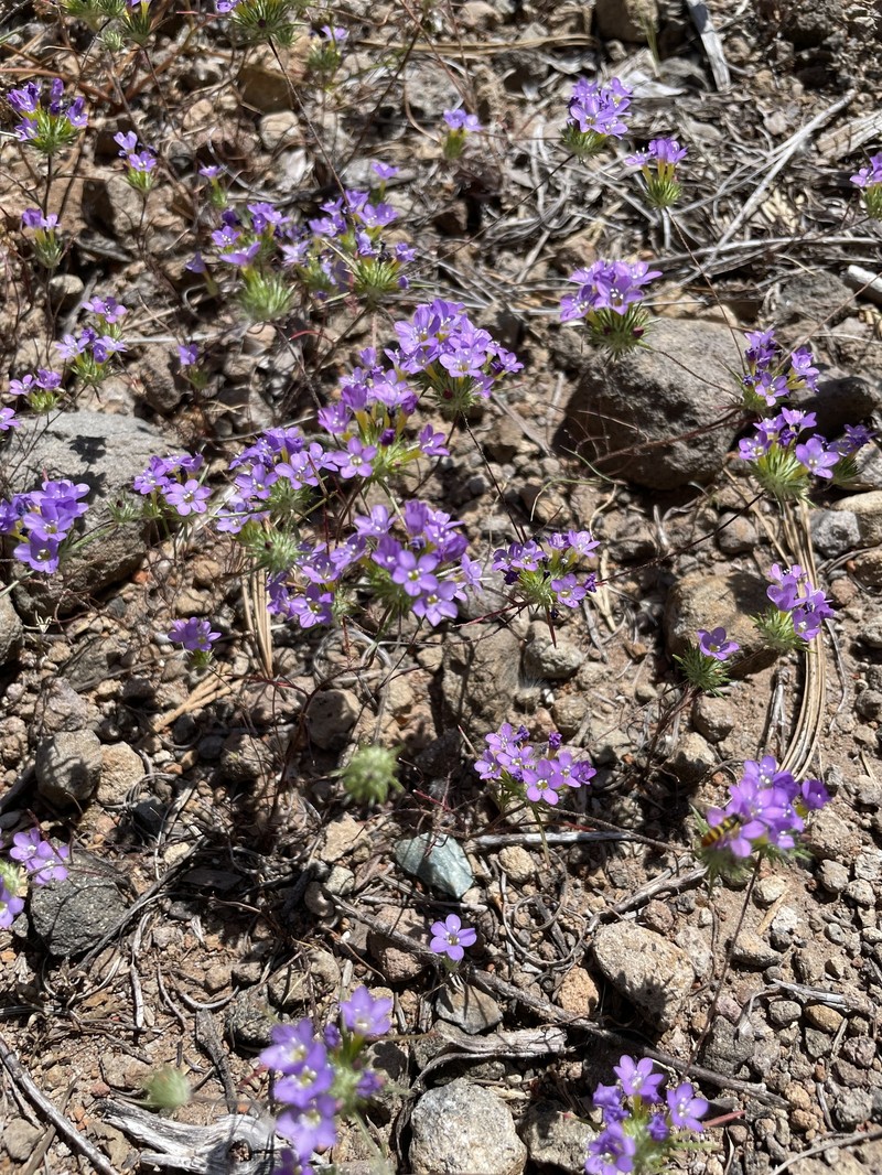 Navarretia prolifera subsp. prolifera photo 6