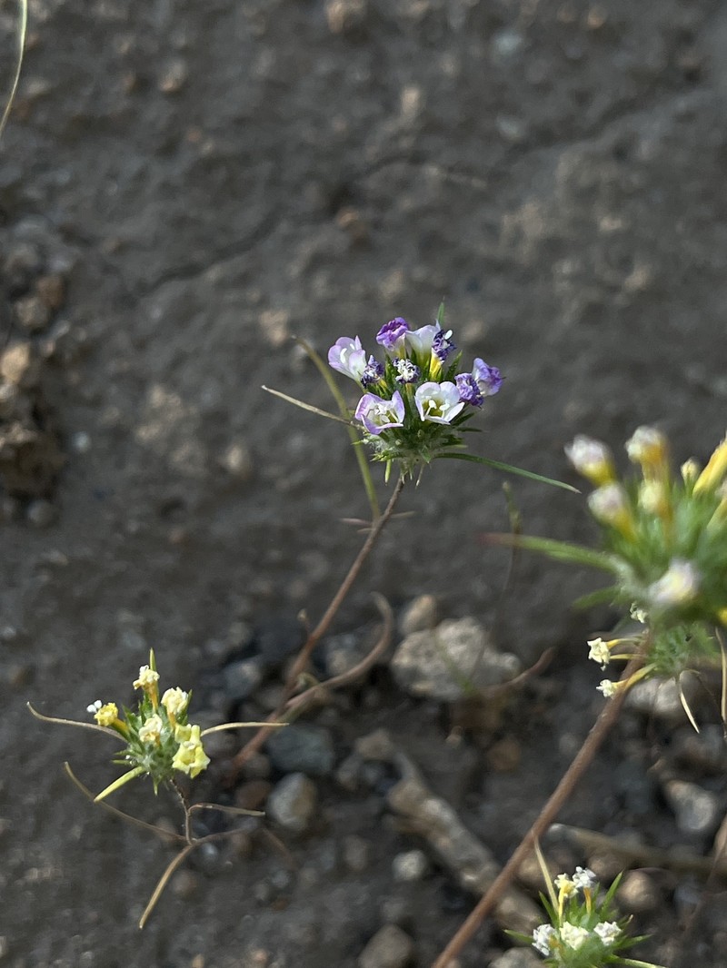 Navarretia prolifera subsp. prolifera photo 7