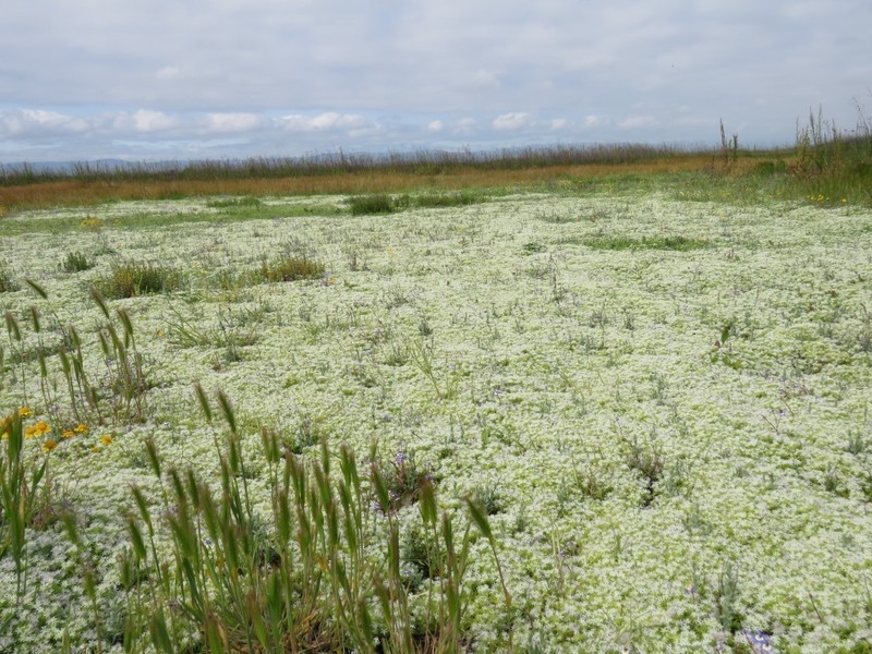 Prostrate Pincushionplant