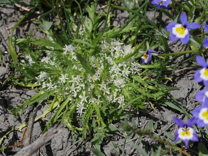 Prostrate Pincushionplant photo 2