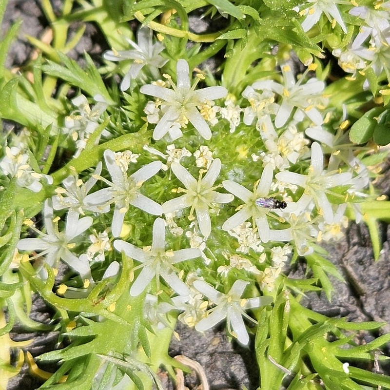 Prostrate Pincushionplant photo 3