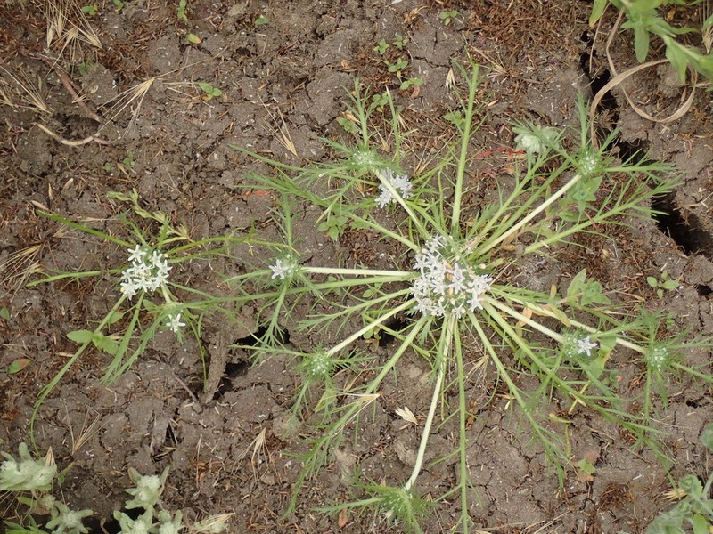 Prostrate Pincushionplant photo 5