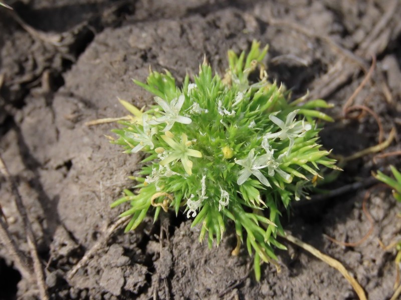 Prostrate Pincushionplant photo 6