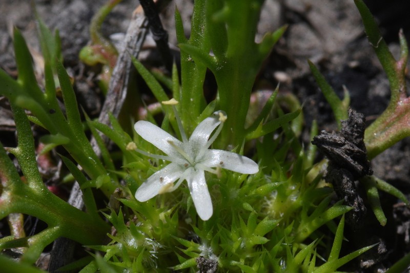 Prostrate Pincushionplant photo 8