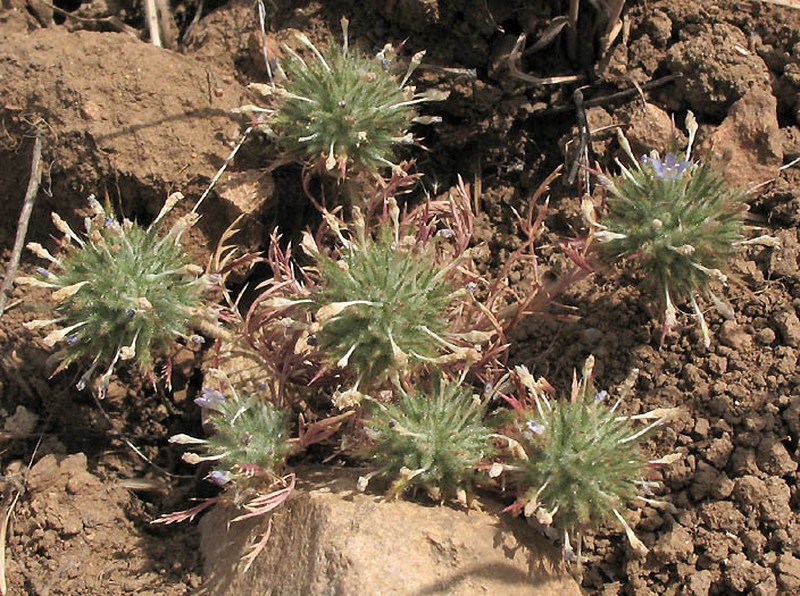 Downy Pincushionplant