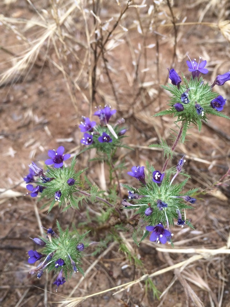 Downy Pincushionplant photo 3