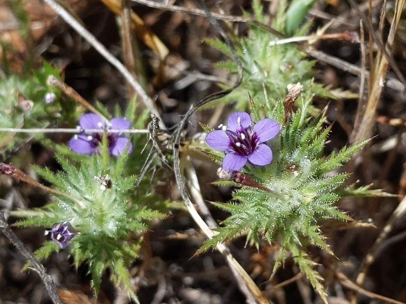 Downy Pincushionplant photo 4