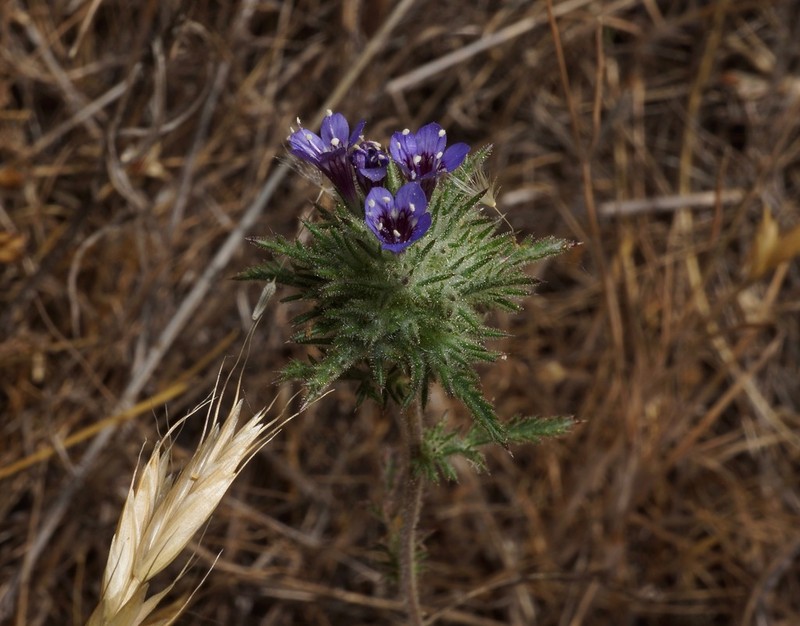Downy Pincushionplant photo 5