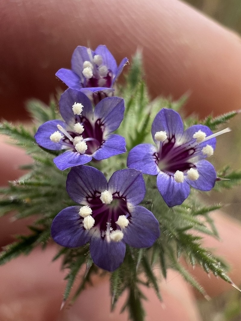 Downy Pincushionplant photo 6