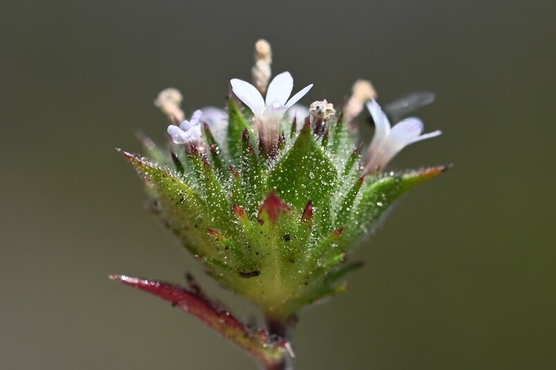 San Anselmo Navarretia