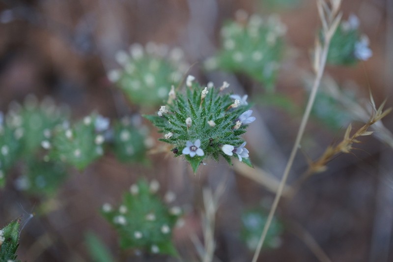 San Anselmo Navarretia photo 2