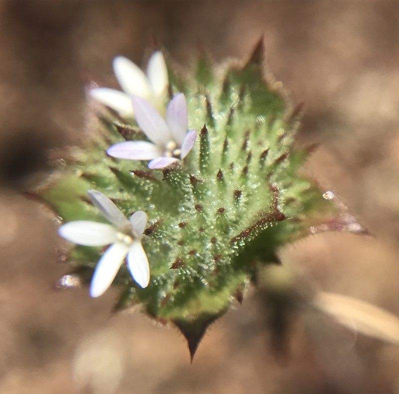 San Anselmo Navarretia photo 3