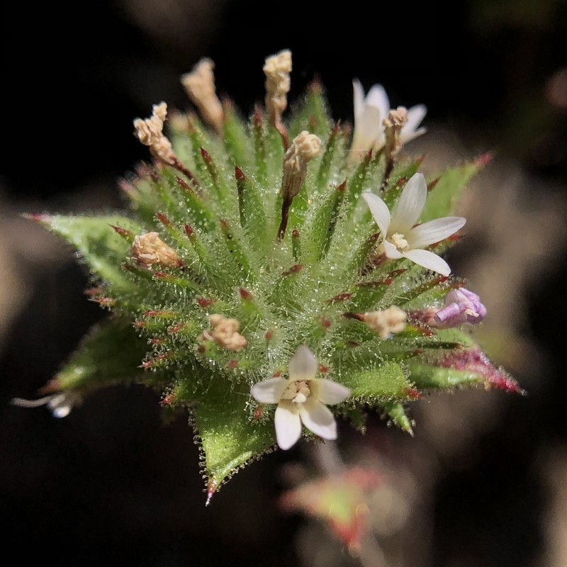 San Anselmo Navarretia photo 5