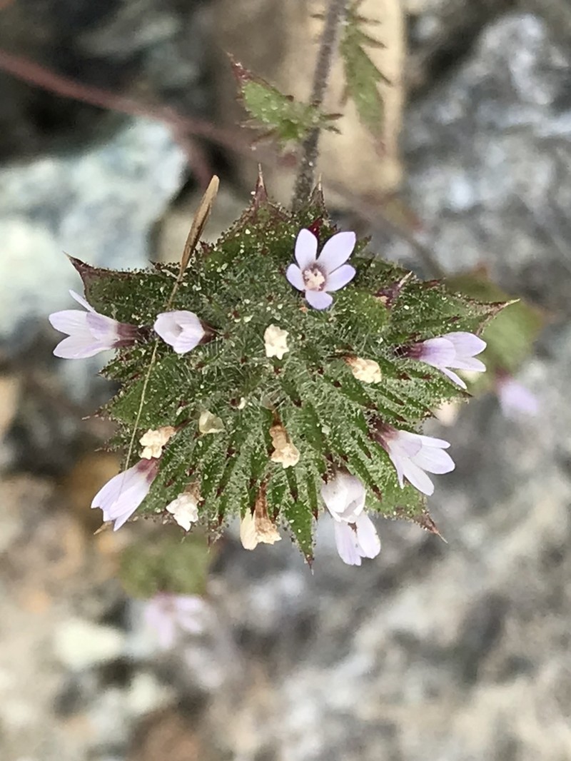 San Anselmo Navarretia photo 8