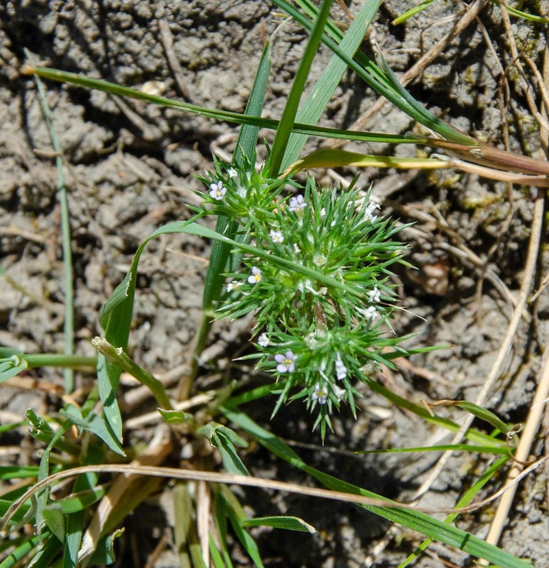 Rocky Mountain Pincushion-Plant