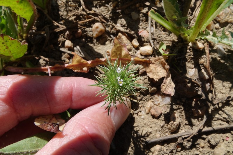 Rocky Mountain Pincushion-Plant photo 2