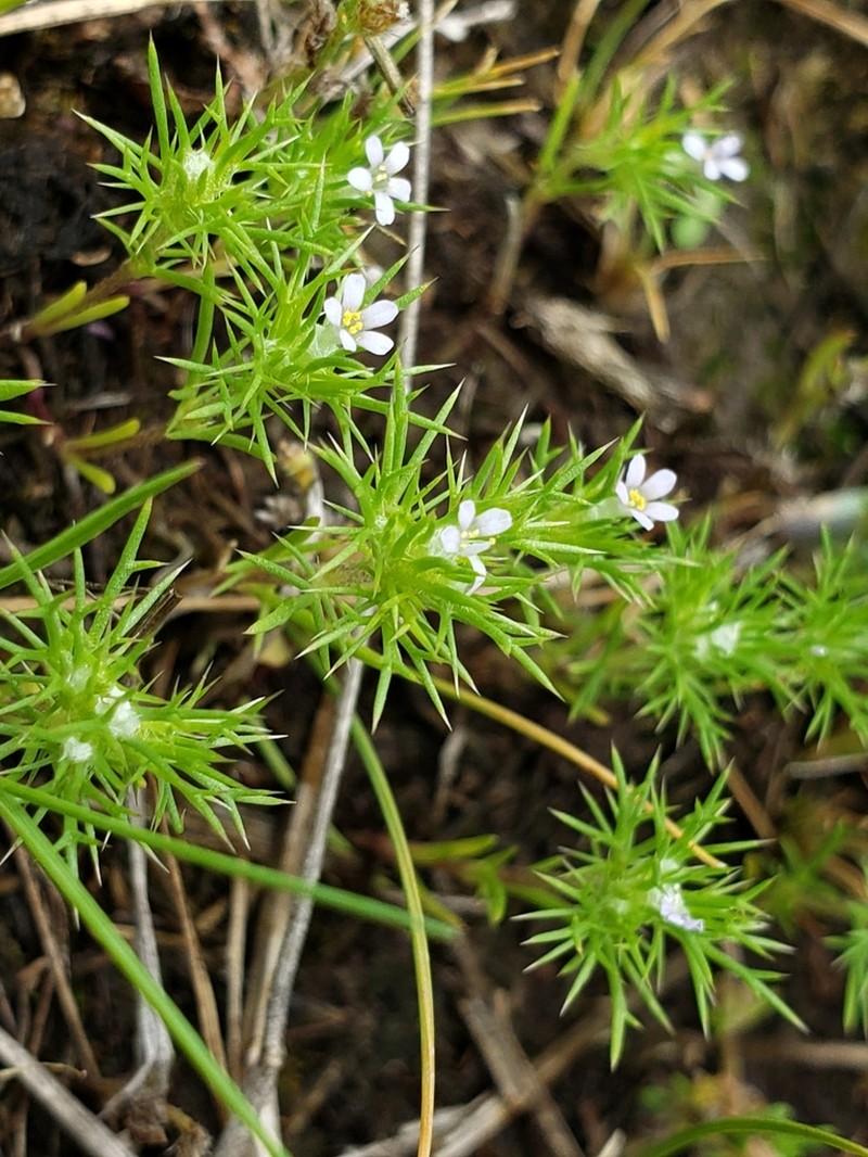 Rocky Mountain Pincushion-Plant photo 3