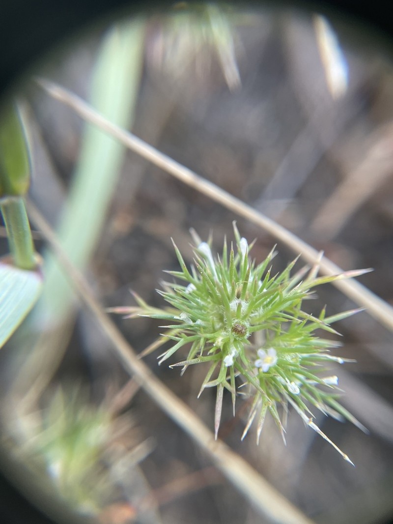 Rocky Mountain Pincushion-Plant photo 4