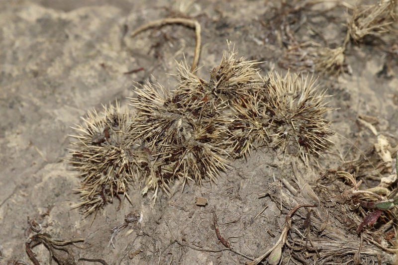 Rocky Mountain Pincushion-Plant photo 5
