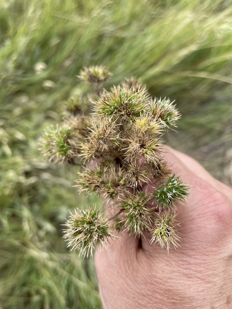 Rocky Mountain Pincushion-Plant photo 6