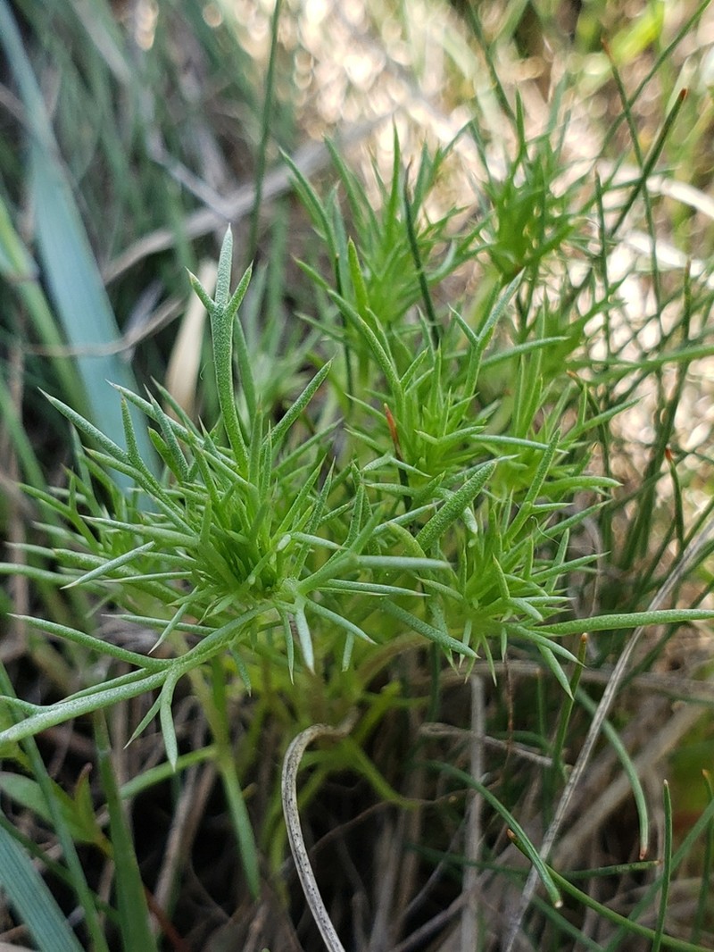 Rocky Mountain Pincushion-Plant photo 7
