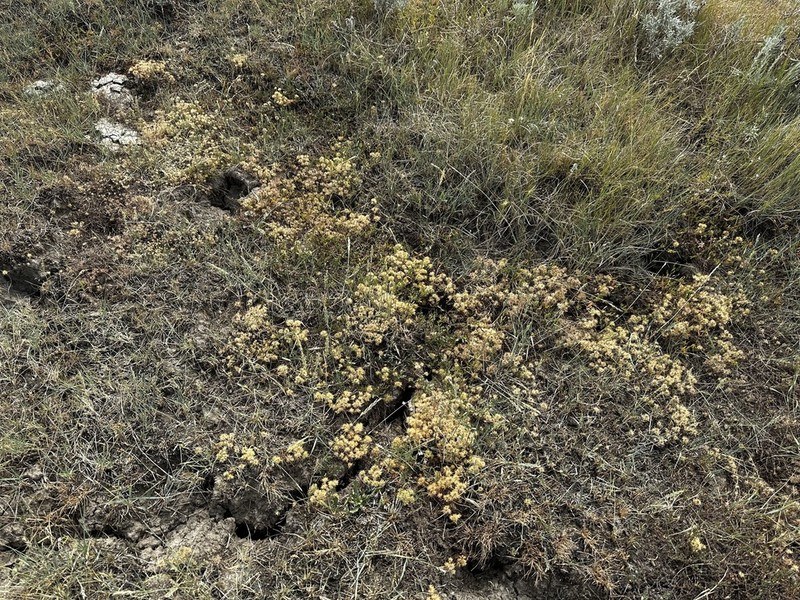 Rocky Mountain Pincushion-Plant photo 8