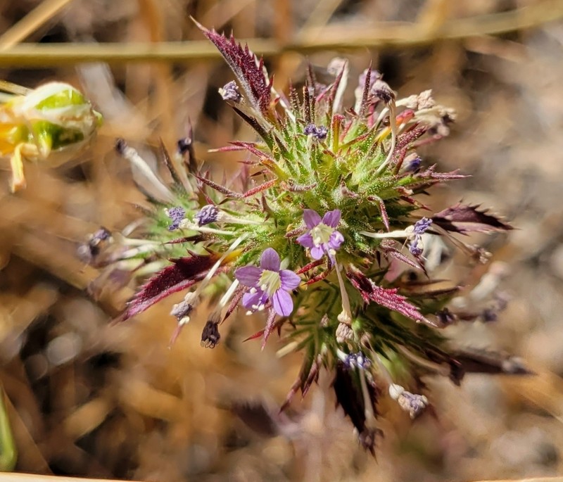 Paiute Mountain Pincushionplant