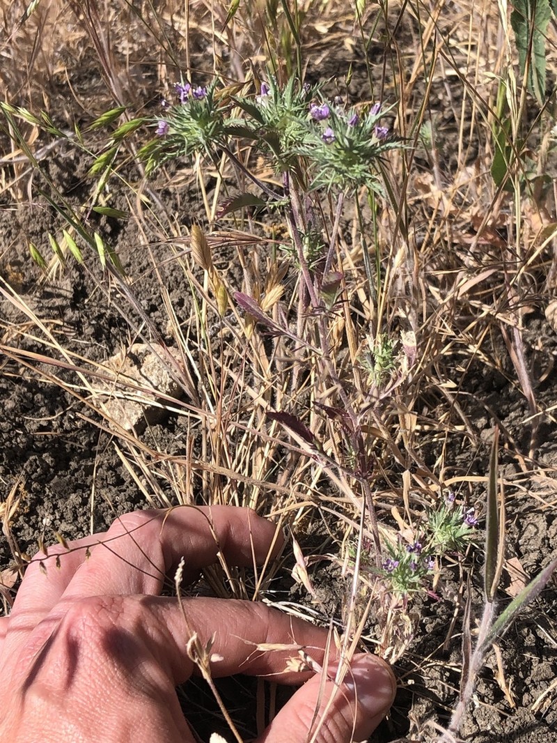 Paiute Mountain Pincushionplant photo 2