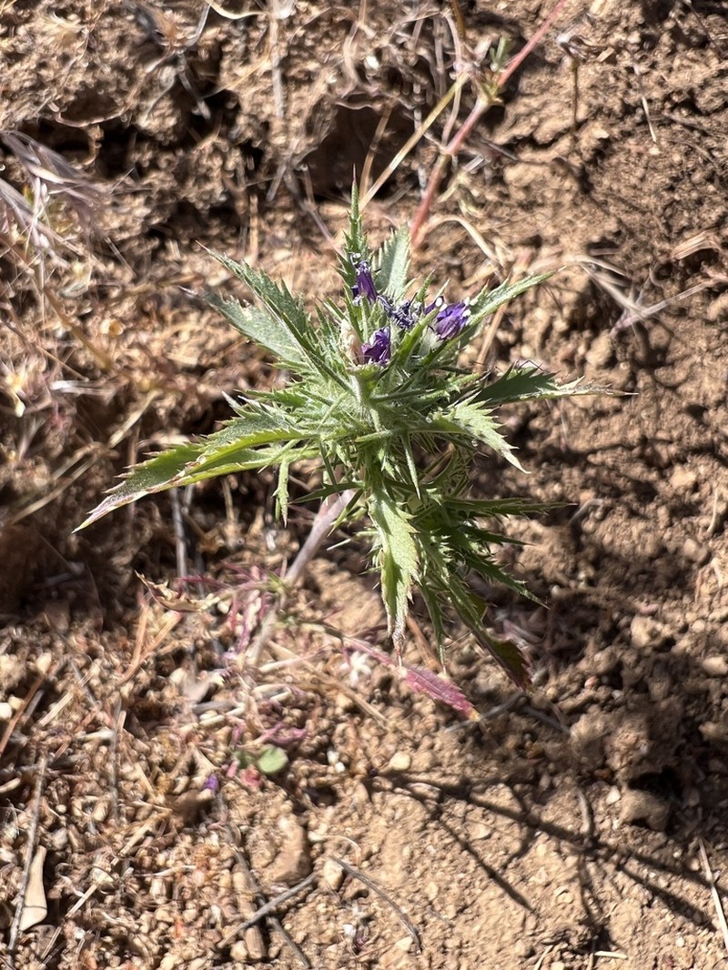 Paiute Mountain Pincushionplant photo 3