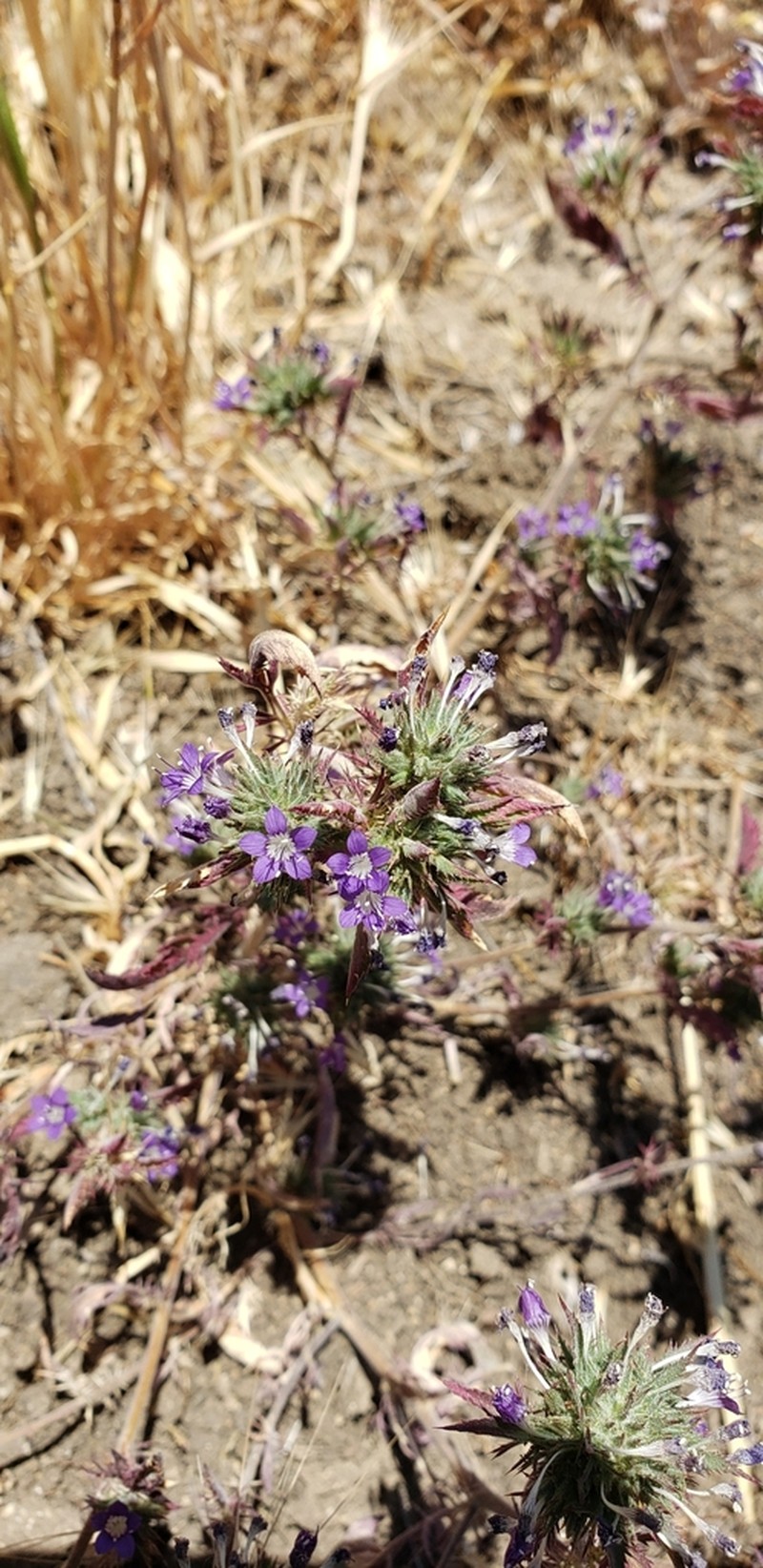 Paiute Mountain Pincushionplant photo 4