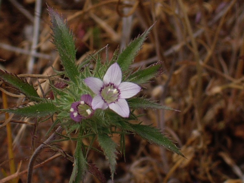 Paiute Mountain Pincushionplant photo 5
