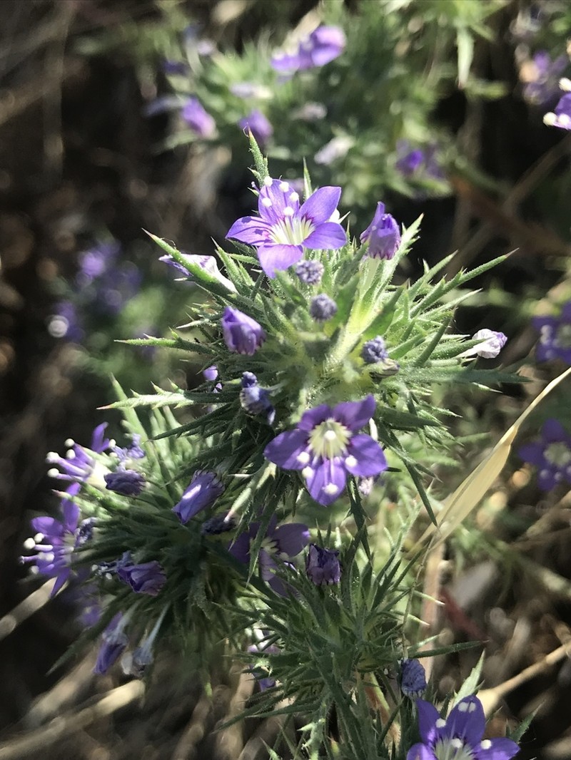 Paiute Mountain Pincushionplant photo 6